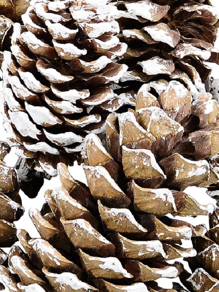 Pack of 10 Natural Frosted Pine Cones
