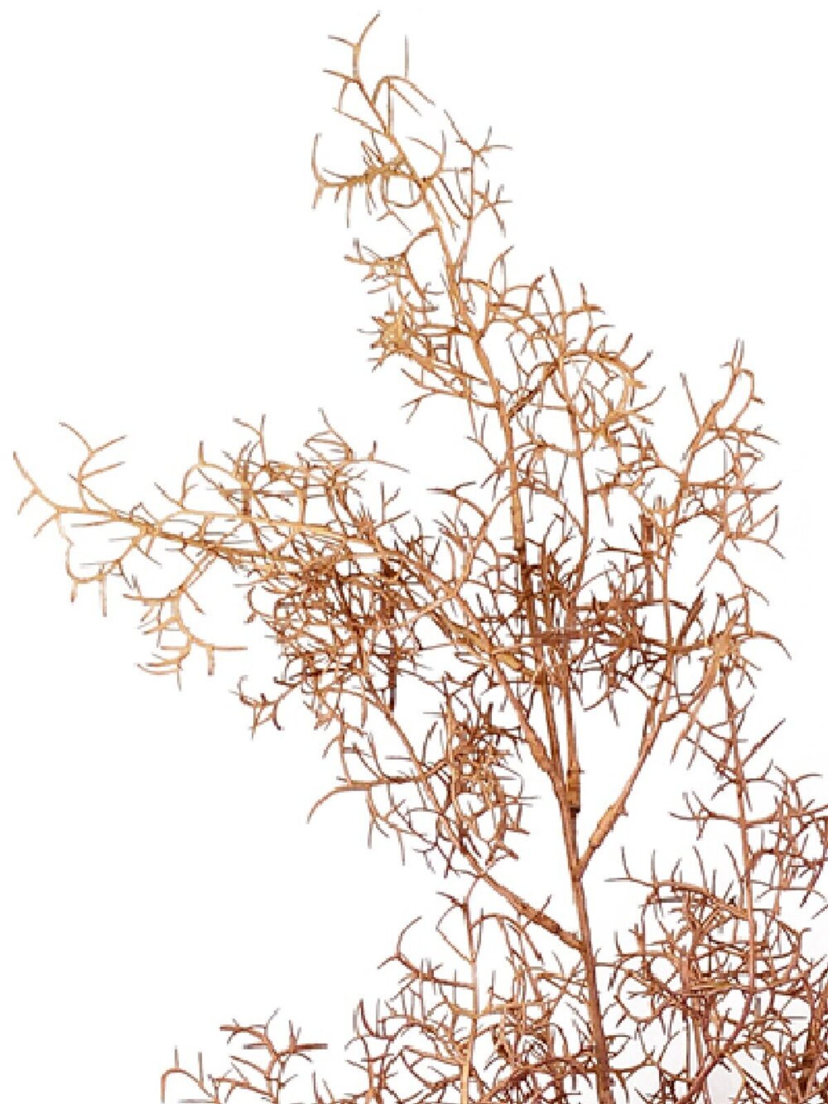 Brown Caramel Deciduous Winter Pine Brush Christmas Stem | 1m — image 4