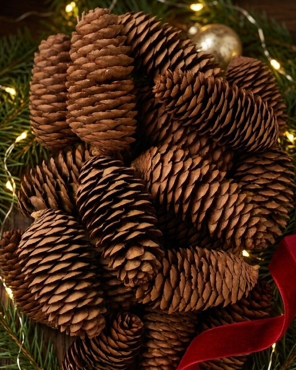 Natural Raw Siberian Spruce Pinecones | 150g — image 2