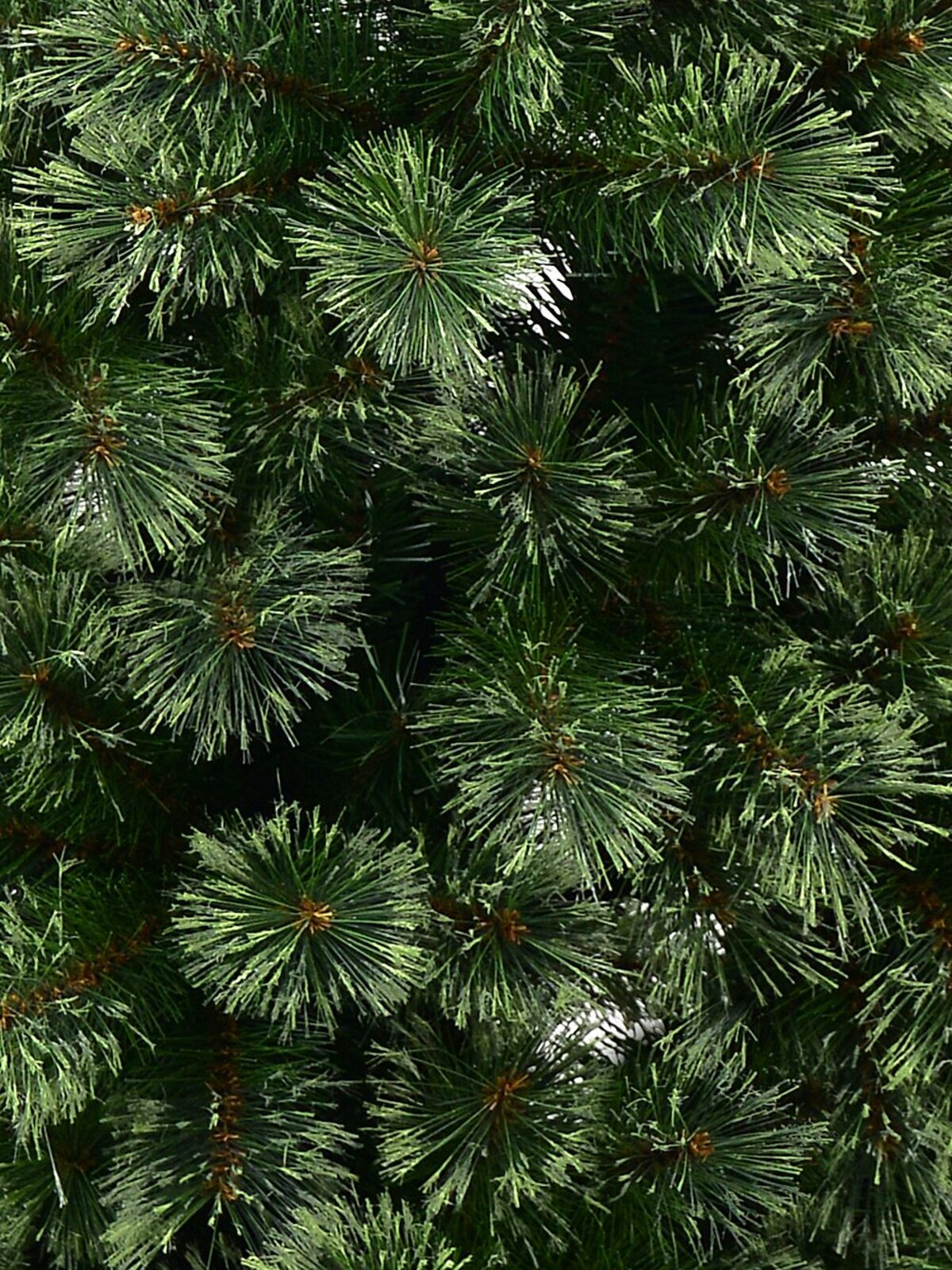 1.8m Colorado Springs Pine Christmas Tree | 494 Cashmere Tips — image 5