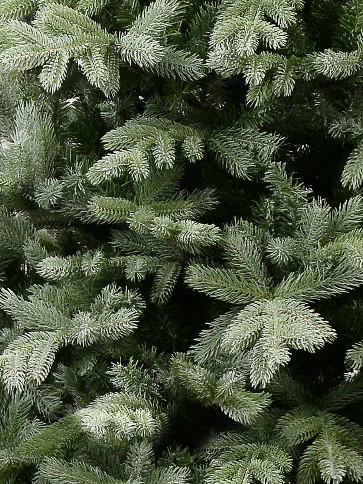 2.3m Alpine Mist Richmond River Spruce Christmas Tree | 1822 Awl Shape Tips — image 5