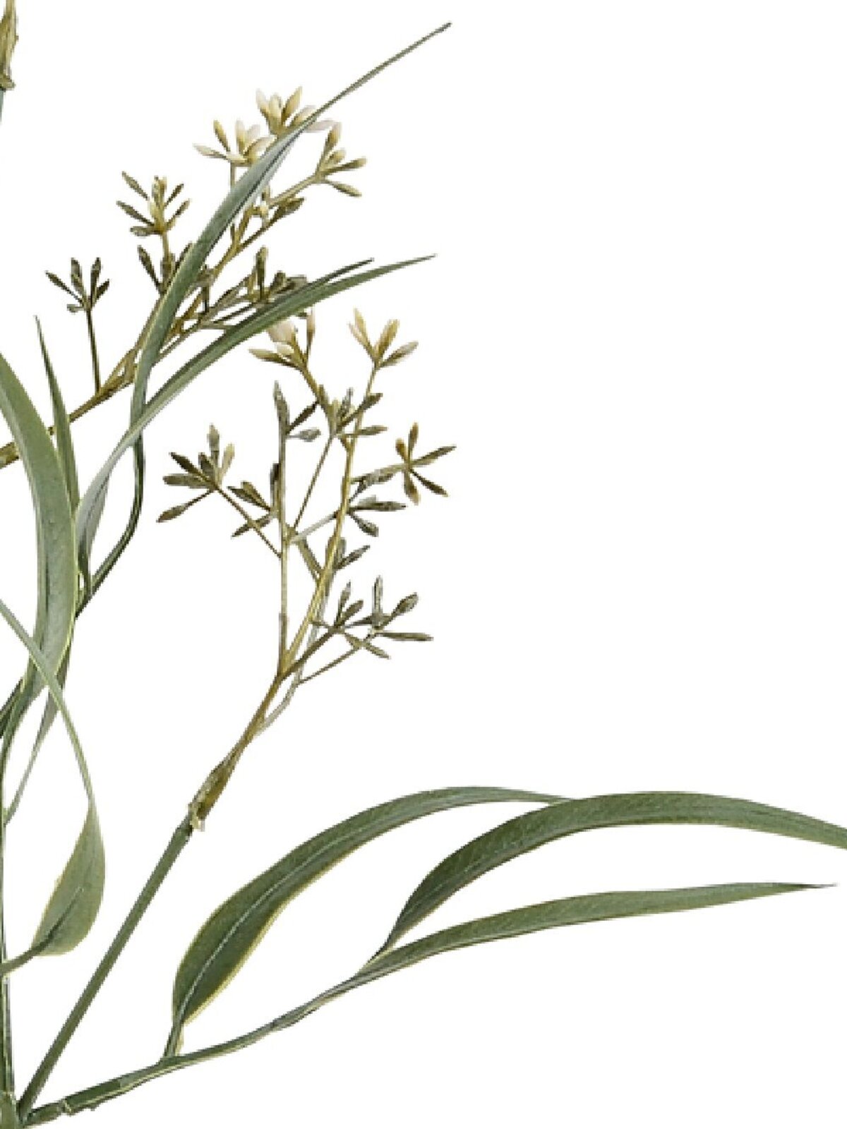 Green Eucalyptus Albens With Buds Long Christmas Stem | 55cm — image 2