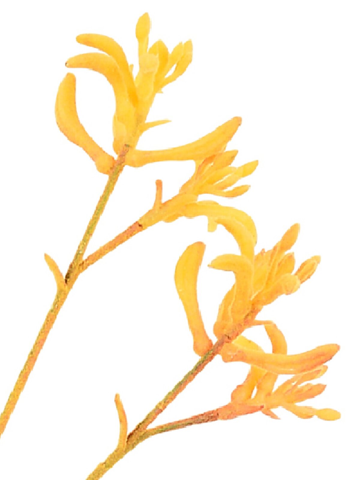 Kangaroo Paws Amber Velvet Anigozanthos Long Christmas Stem | 76cm — image 4