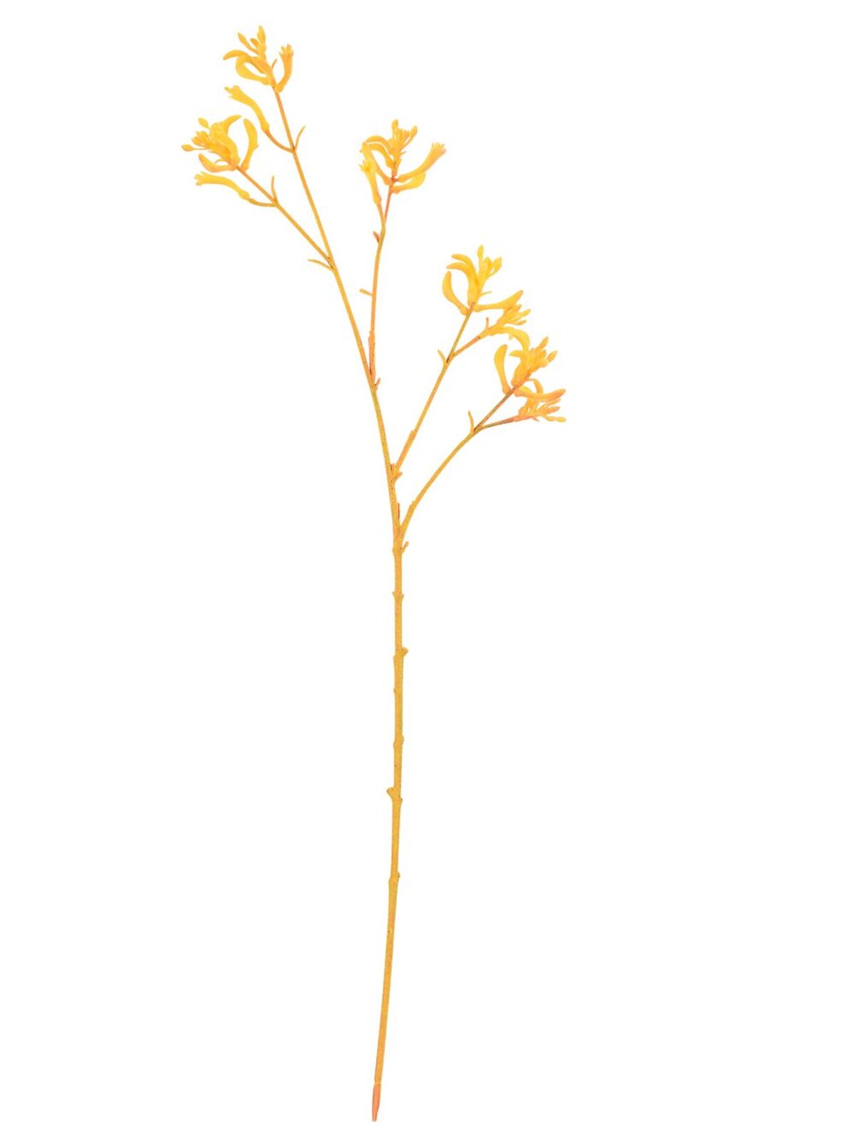 Kangaroo Paws Amber Velvet Anigozanthos Long Christmas Stem | 76cm — image 3
