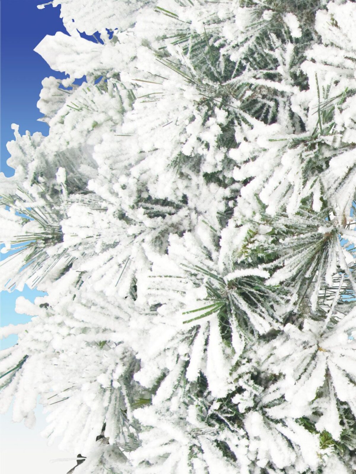 Flocked Antarctic Pine Wreath - 64cm