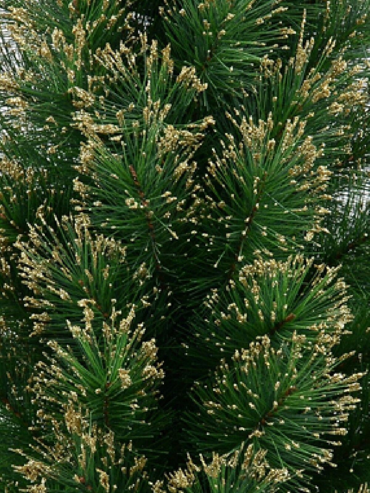 Gold Glittered Needle Tip Pine Tabletop Christmas Tree with 96 Tips - 90cm