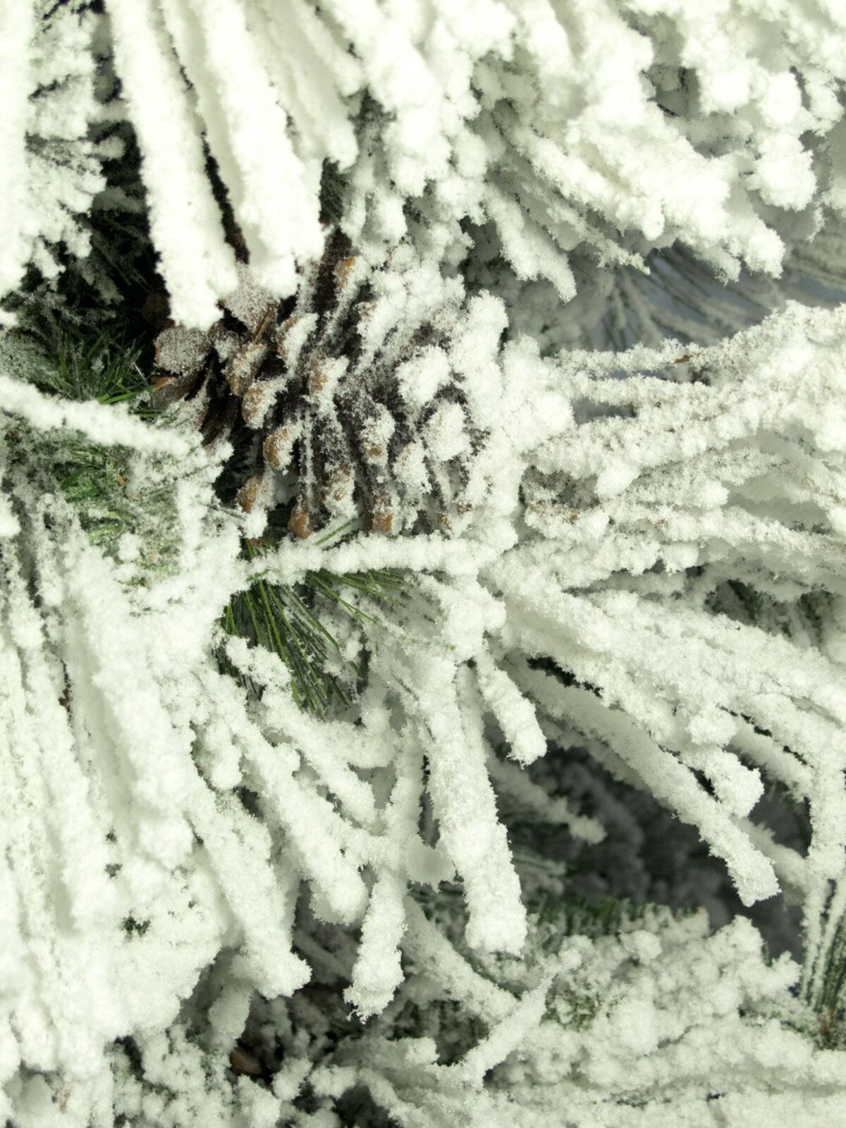 Heavily Flocked Alpine Christmas Tree With Pine Cones - 2.3m — image 5