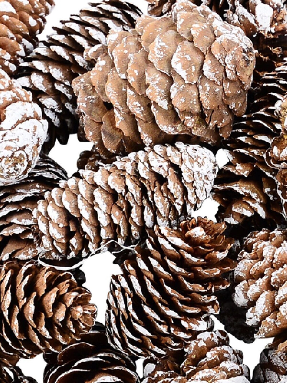 Natural White Frosted Natural Long Pinecone Mix | 150g — image 2