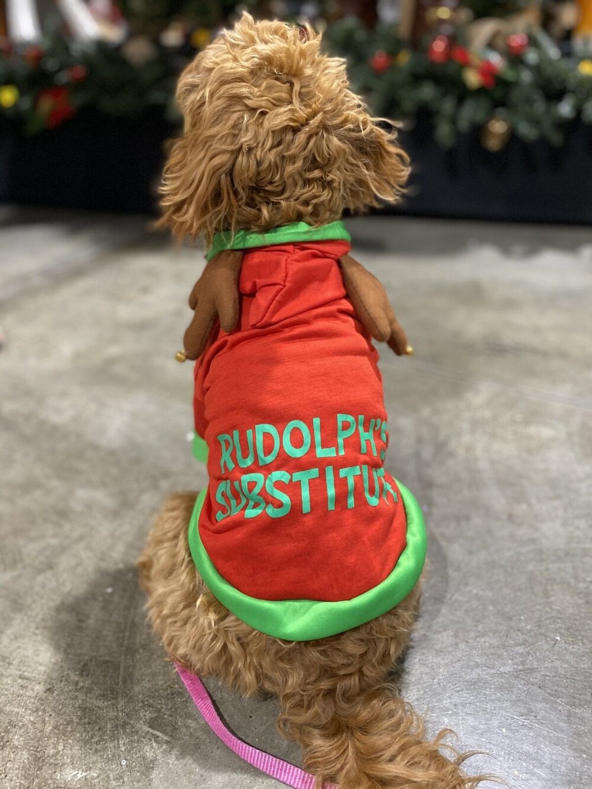 Rudolph's Substitute Small Pet Reindeer Hooded Jacket With Antlers — image 4