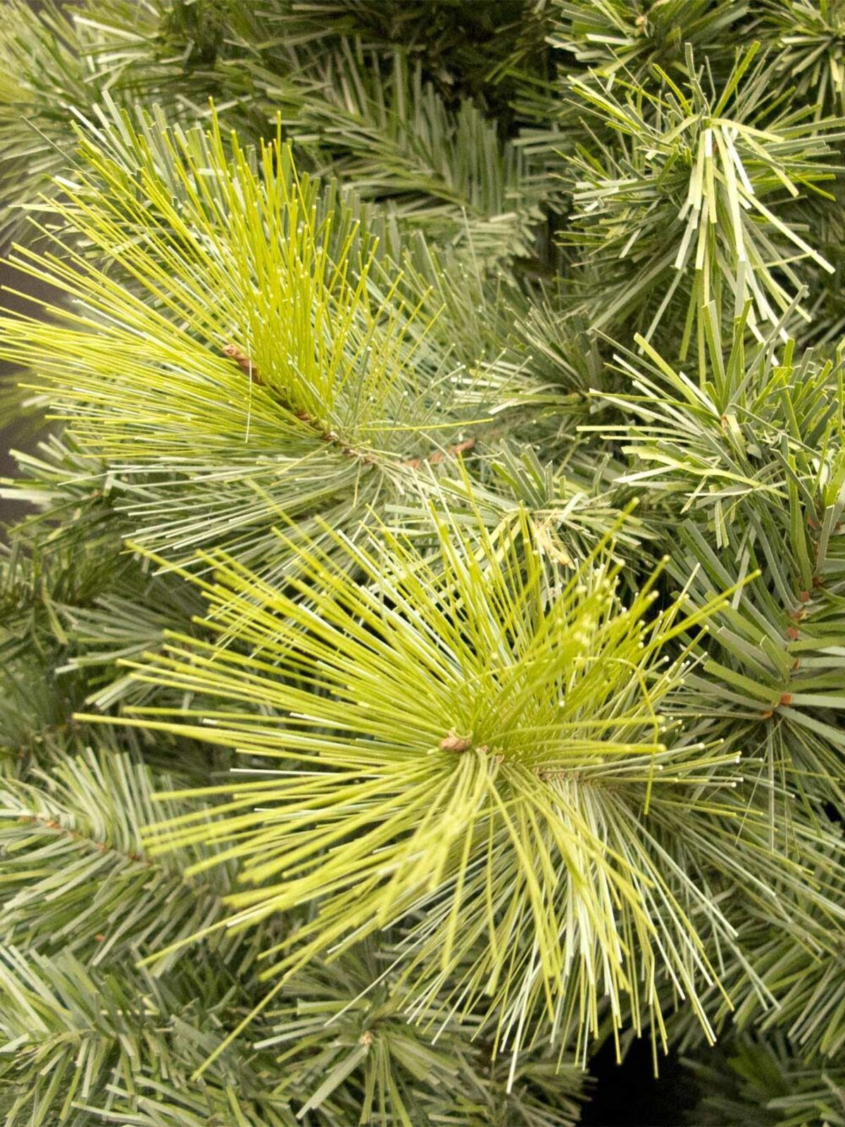 Virginia Pine Christmas Tree - 2.3m