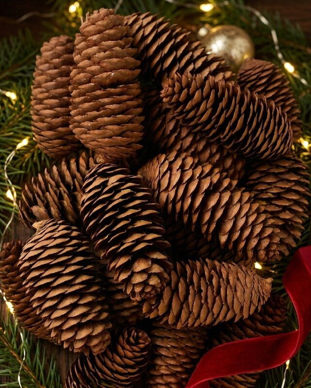 Natural Raw Siberian Spruce Pinecones | 150g — image 2