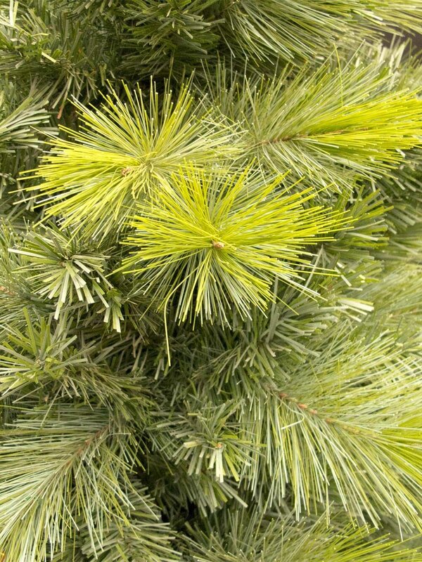 Virginia Pine Christmas Tree - 1.8m
