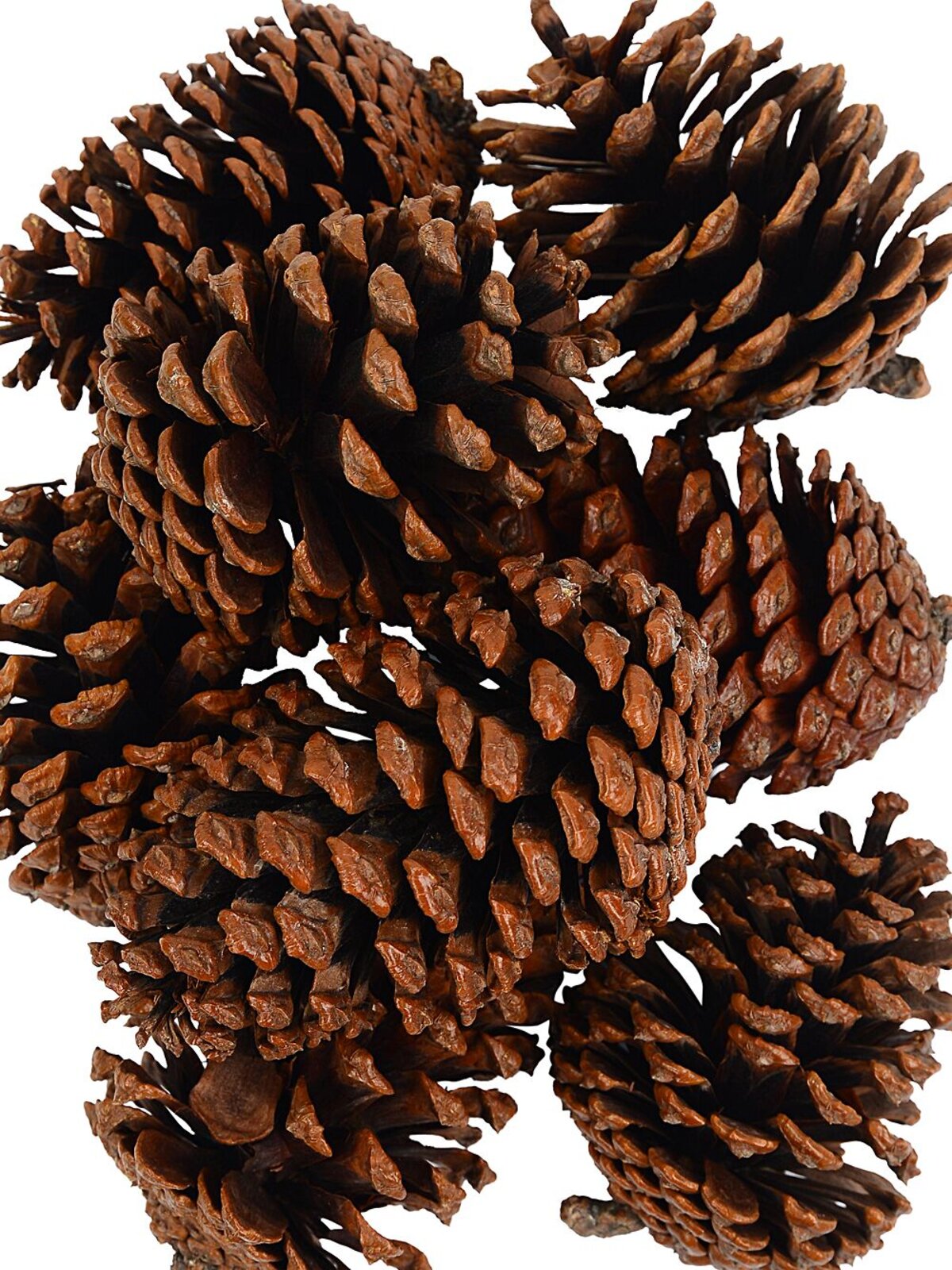 Natural Large Raw Pinus Pinecones | 250g