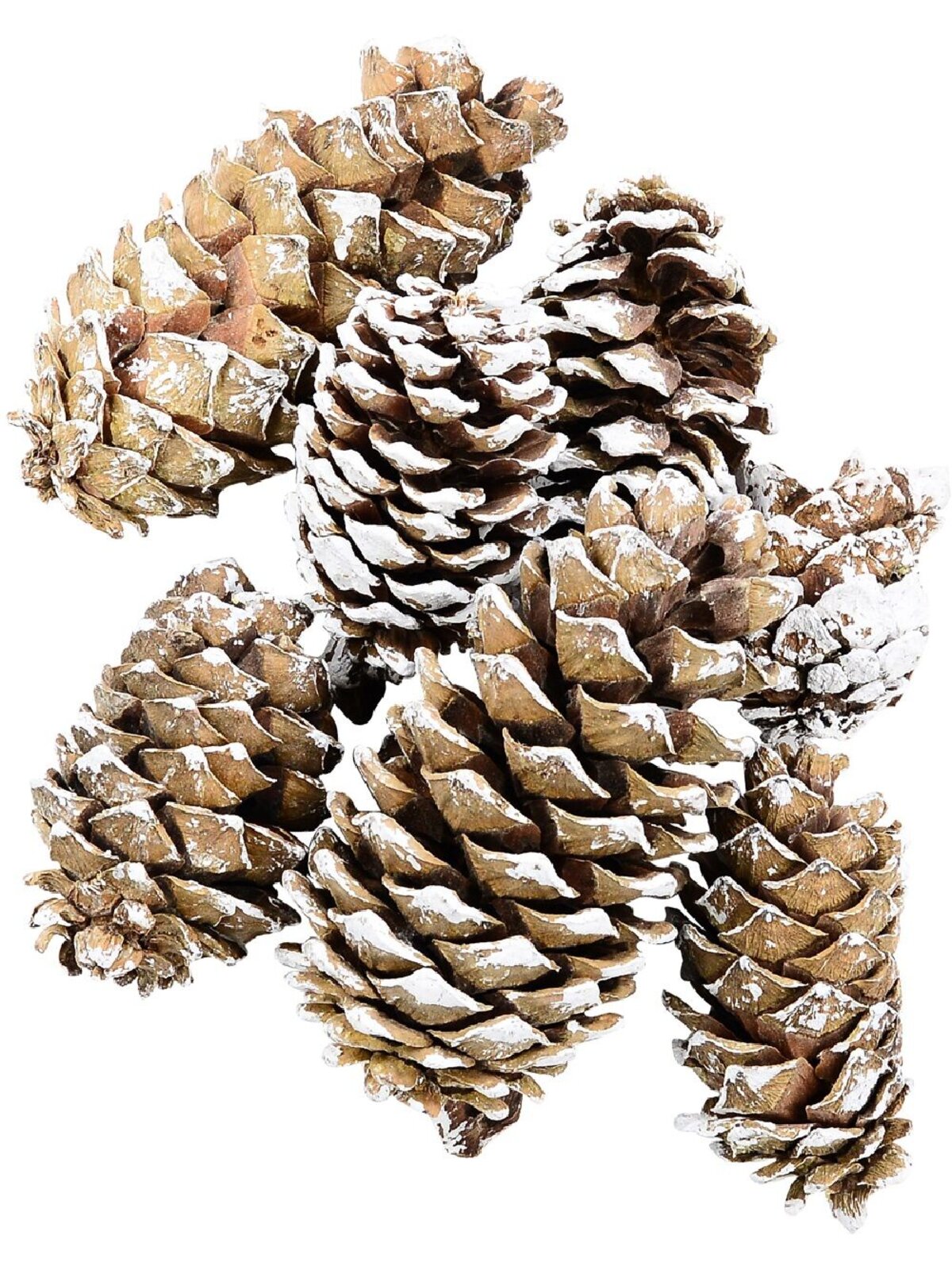 Natural White Snow Frosted Pinecones | 300g