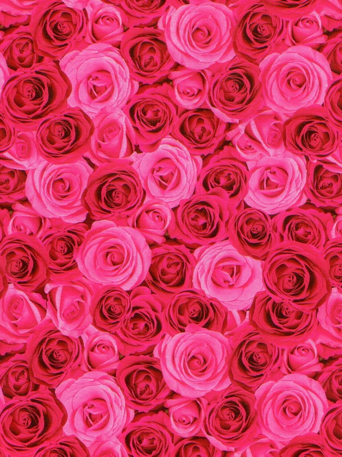 Photographic Roses Gift Wrap Counter Roll - 50m