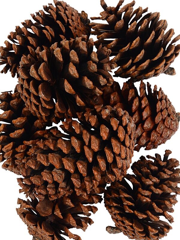 Natural Large Raw Pinus Pinecones | 250g