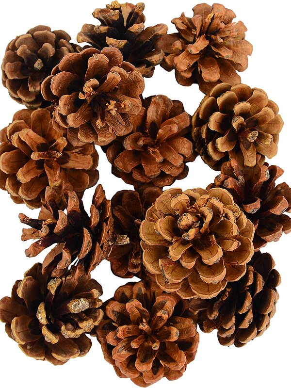 Natural Raw Jersey Pitch Pinecones | 150g