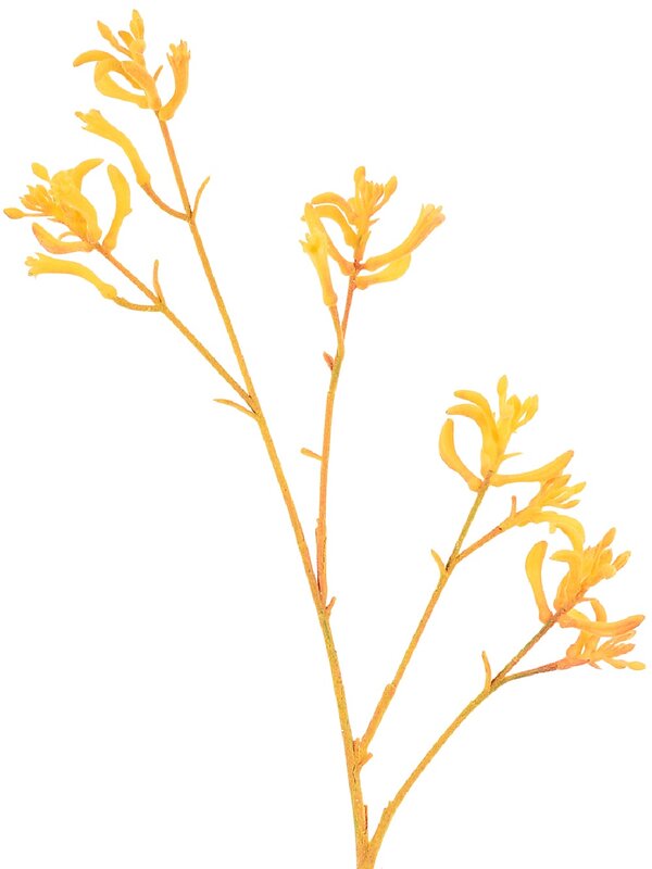 Kangaroo Paws Amber Velvet Anigozanthos Long Christmas Stem | 76cm