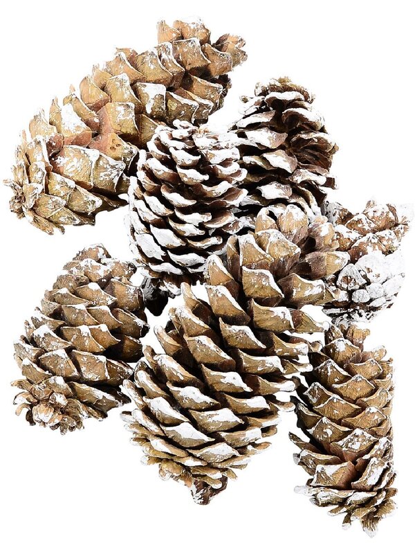 Natural White Snow Frosted Pinecones | 300g